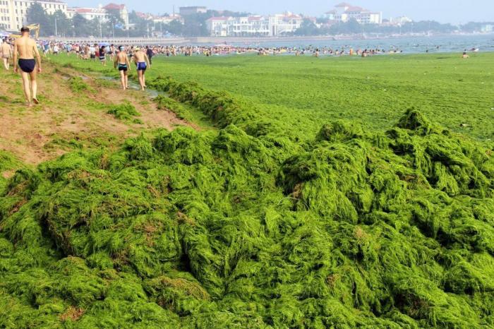 Playa cubierta de algas verdes en China: las fotos de Qingdao