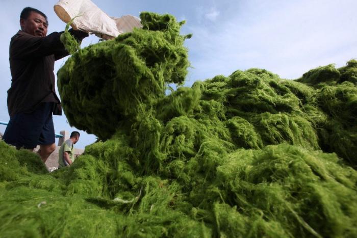 Playa cubierta de algas verdes en China: las fotos de Qingdao