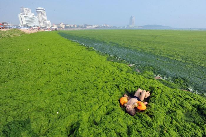Playa cubierta de algas verdes en China: las fotos de Qingdao