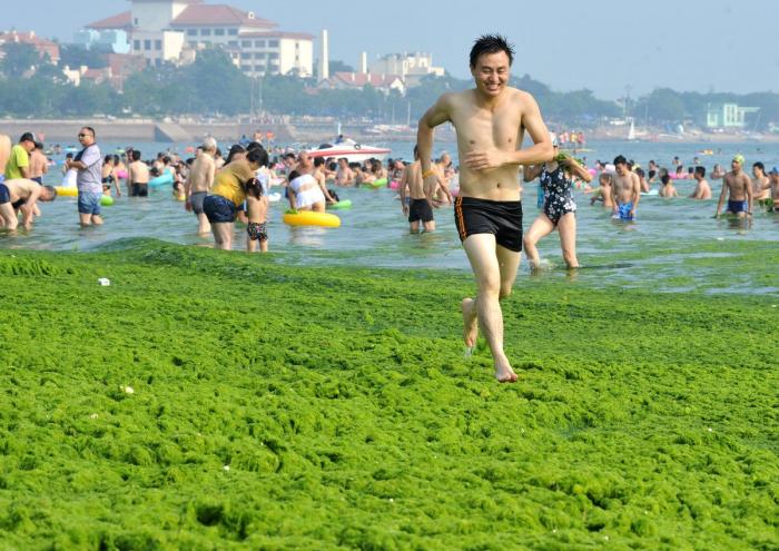 Playa cubierta de algas verdes en China: las fotos de Qingdao