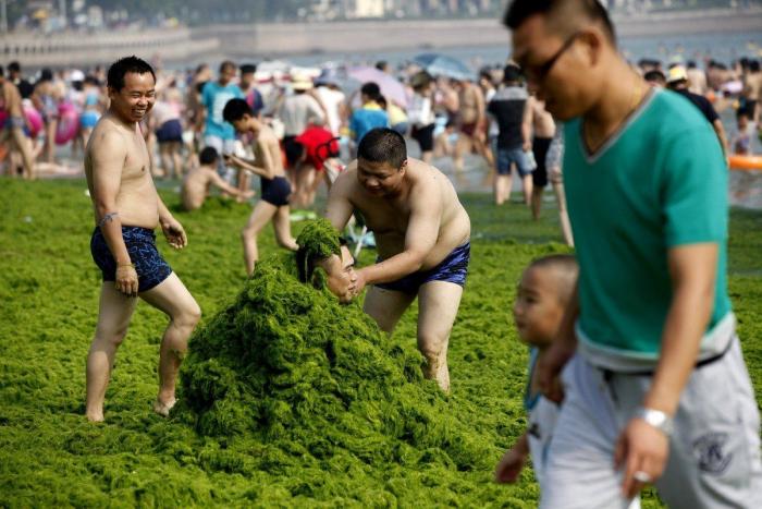 Playa cubierta de algas verdes en China: las fotos de Qingdao