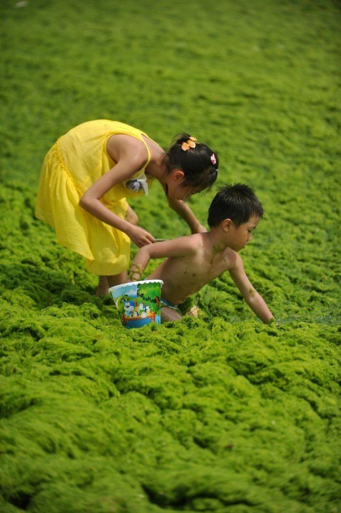 Playa cubierta de algas verdes en China: las fotos de Qingdao