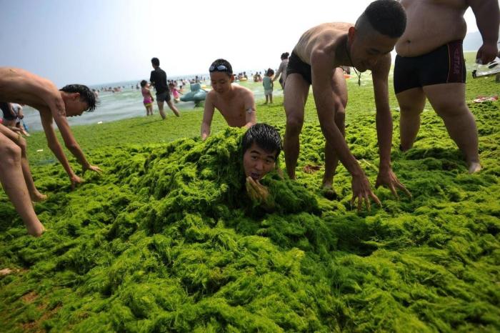 Playa cubierta de algas verdes en China: las fotos de Qingdao