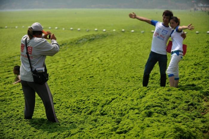 Playa cubierta de algas verdes en China: las fotos de Qingdao