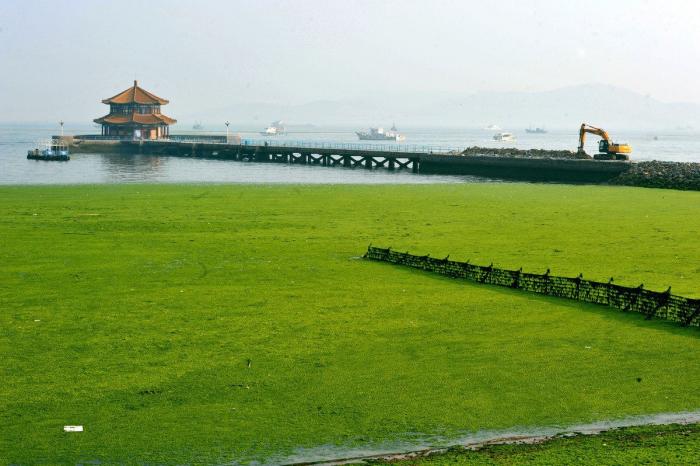 Playa cubierta de algas verdes en China: las fotos de Qingdao