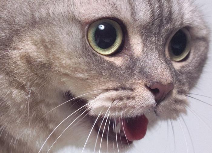 Un gato, un globo, once segundos y un gesto increíble (VÍDEO)