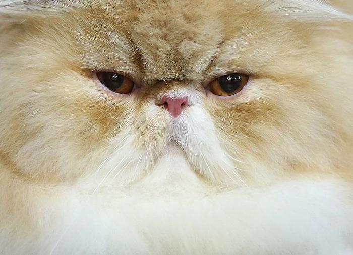 Un gato, un globo, once segundos y un gesto increíble (VÍDEO)