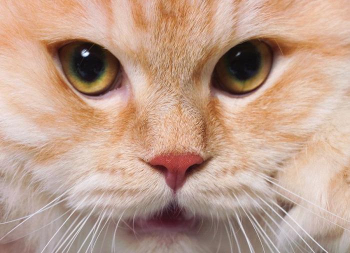 Un gato, un globo, once segundos y un gesto increíble (VÍDEO)