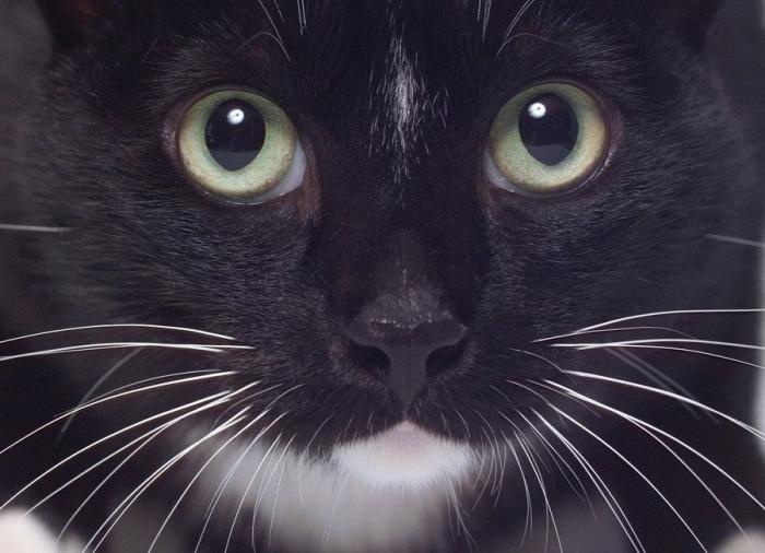 Un gato, un globo, once segundos y un gesto increíble (VÍDEO)