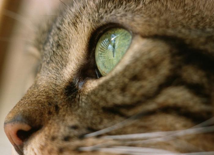 Un gato, un globo, once segundos y un gesto increíble (VÍDEO)