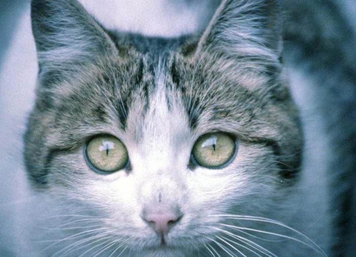 Un gato, un globo, once segundos y un gesto increíble (VÍDEO)