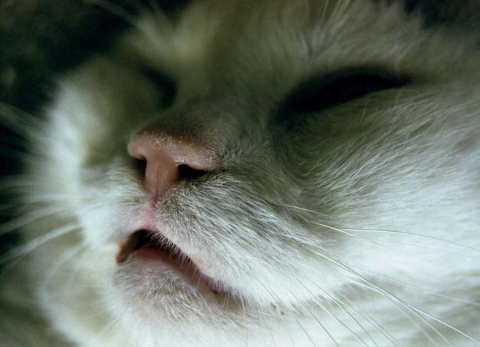 Un gato, un globo, once segundos y un gesto increíble (VÍDEO)