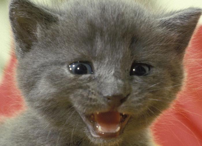 Un gato, un globo, once segundos y un gesto increíble (VÍDEO)