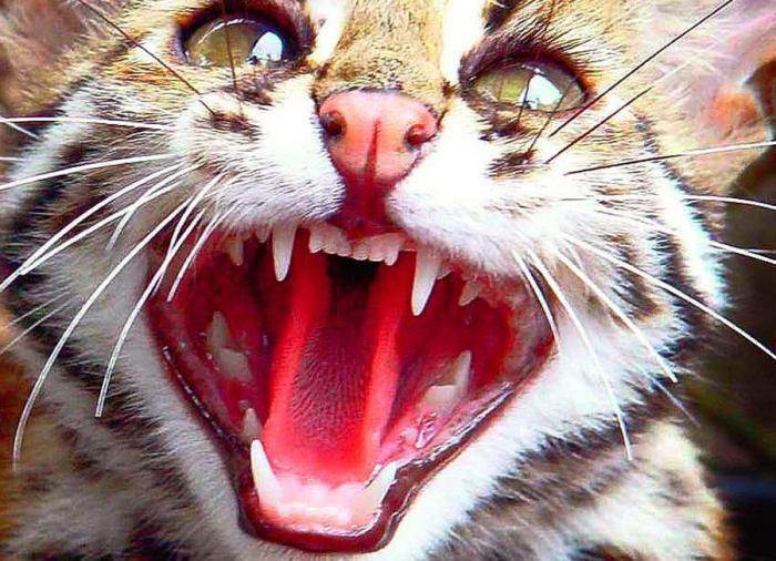 Un gato, un globo, once segundos y un gesto increíble (VÍDEO)