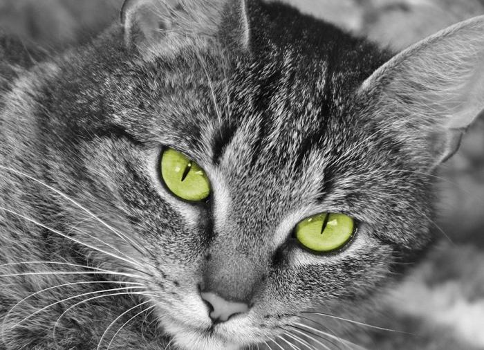 Un gato, un globo, once segundos y un gesto increíble (VÍDEO)