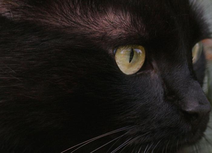 Un gato, un globo, once segundos y un gesto increíble (VÍDEO)