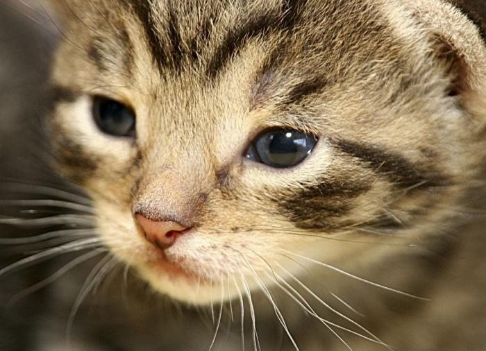 Un gato, un globo, once segundos y un gesto increíble (VÍDEO)
