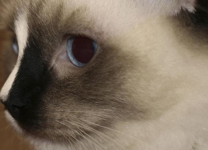 Un gato, un globo, once segundos y un gesto increíble (VÍDEO)