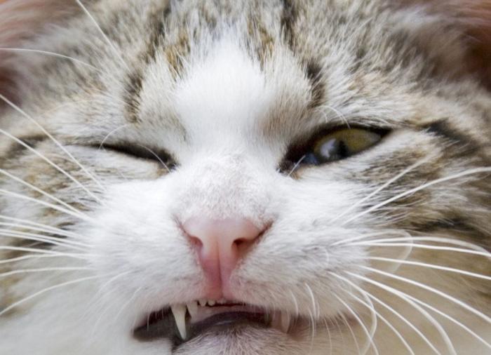 Un gato, un globo, once segundos y un gesto increíble (VÍDEO)