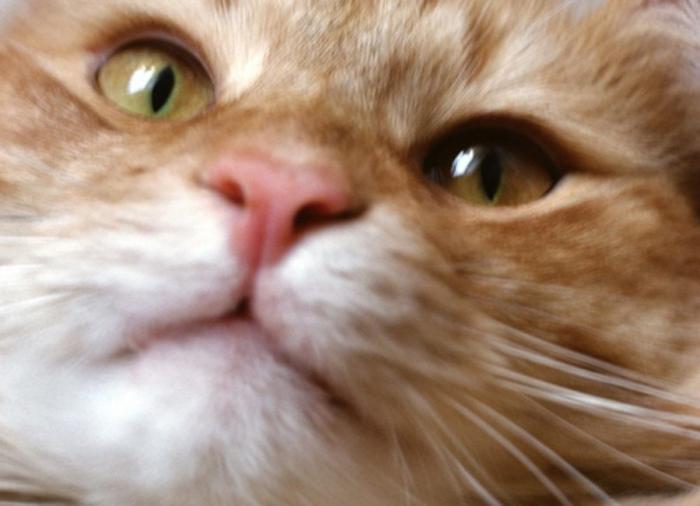 Un gato, un globo, once segundos y un gesto increíble (VÍDEO)