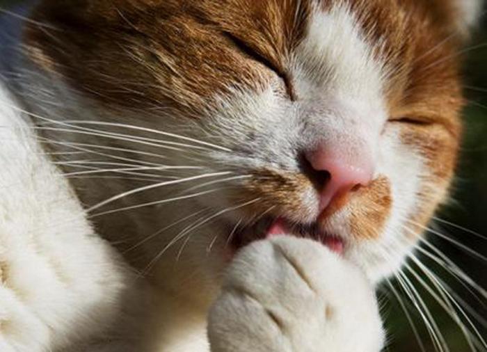 Un gato, un globo, once segundos y un gesto increíble (VÍDEO)