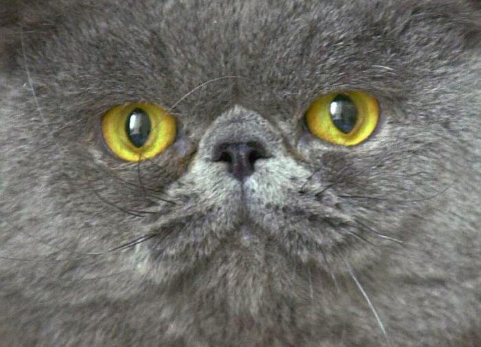 Un gato, un globo, once segundos y un gesto increíble (VÍDEO)