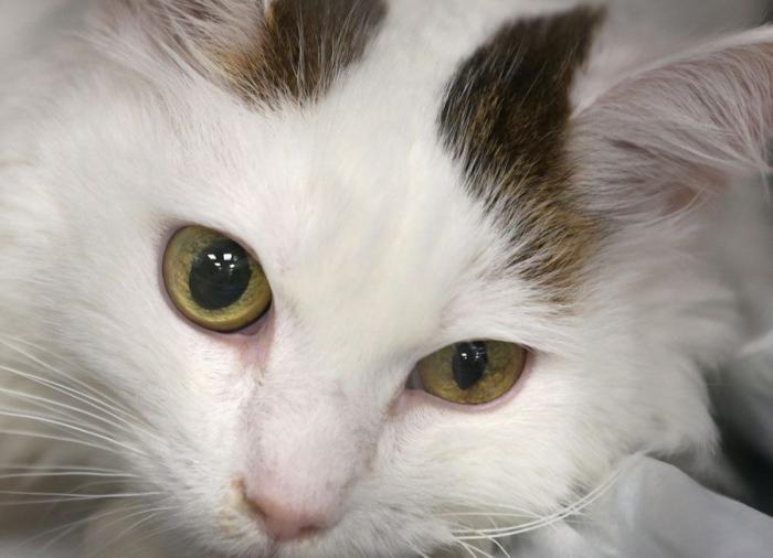 Un gato, un globo, once segundos y un gesto increíble (VÍDEO)