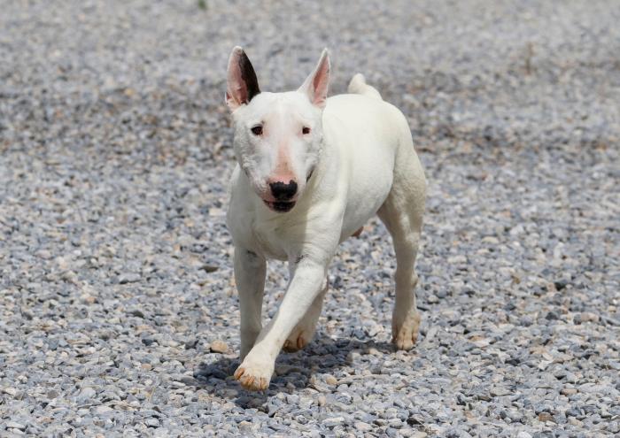 Qué tengo que llevar para sacar de paseo al perro y evitar multas