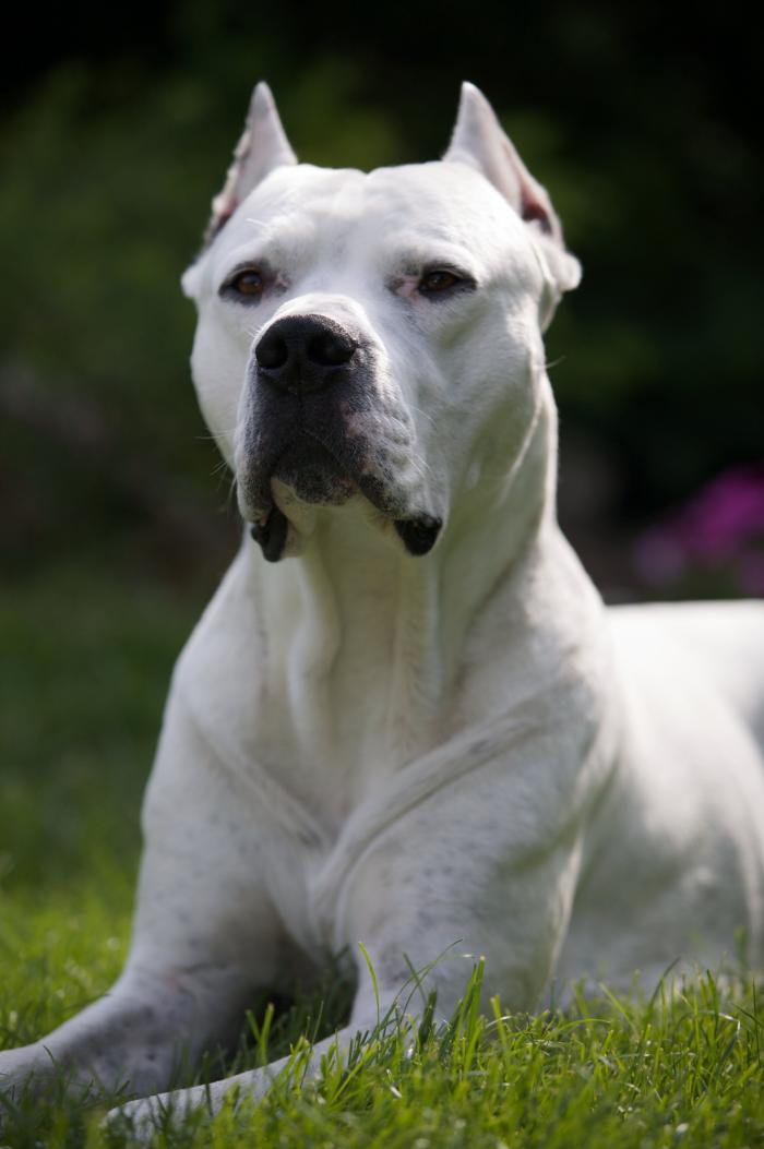 Qué tengo que llevar para sacar de paseo al perro y evitar multas