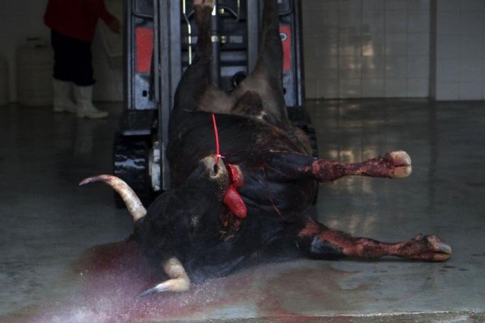 Toros muertos después de las corridas: la trastienda de San Fermín, en imágenes explícitas (FOTOS)