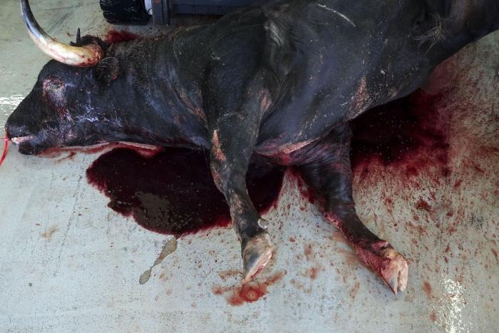 Toros muertos después de las corridas: la trastienda de San Fermín, en imágenes explícitas (FOTOS)