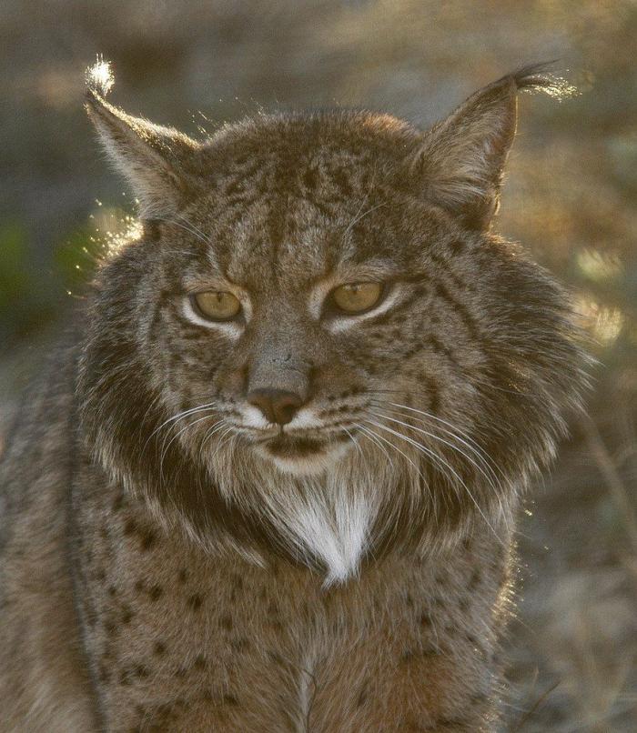 Lince ibérico: el biólogo andaluz que intenta salvarlo de la extinción (VÍDEO, FOTOS)