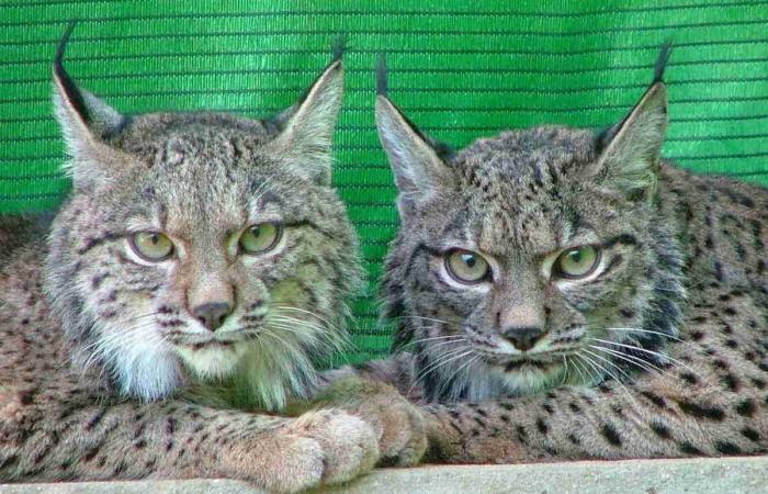 Lince ibérico: el biólogo andaluz que intenta salvarlo de la extinción (VÍDEO, FOTOS)