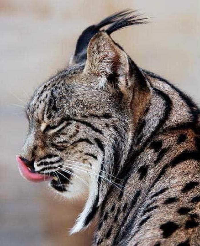 Lince ibérico: el biólogo andaluz que intenta salvarlo de la extinción (VÍDEO, FOTOS)