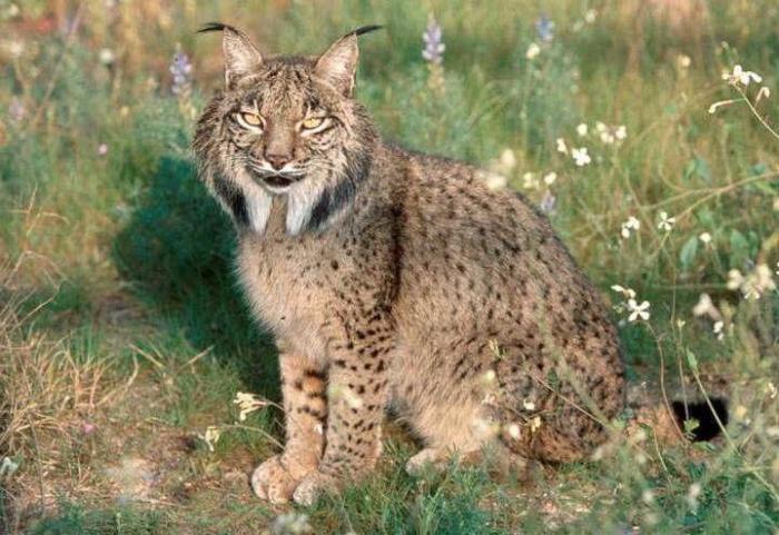 Lince ibérico: el biólogo andaluz que intenta salvarlo de la extinción (VÍDEO, FOTOS)