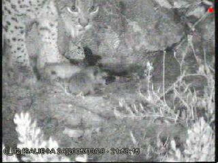 Lince ibérico: el biólogo andaluz que intenta salvarlo de la extinción (VÍDEO, FOTOS)