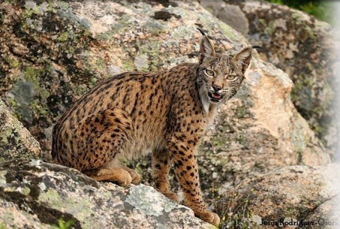 Lince ibérico: el biólogo andaluz que intenta salvarlo de la extinción (VÍDEO, FOTOS)