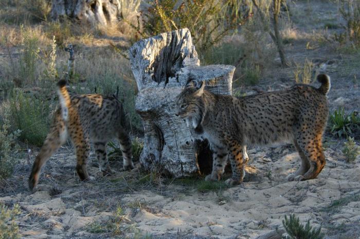 Lince ibérico: el biólogo andaluz que intenta salvarlo de la extinción (VÍDEO, FOTOS)