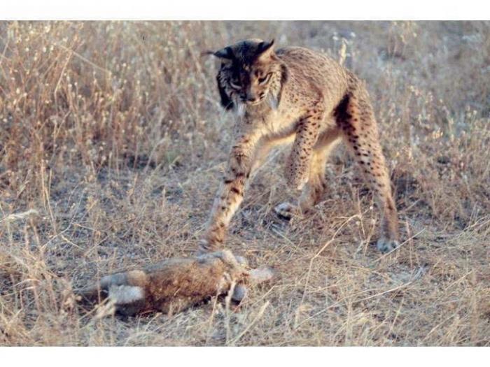 Lince ibérico: el biólogo andaluz que intenta salvarlo de la extinción (VÍDEO, FOTOS)