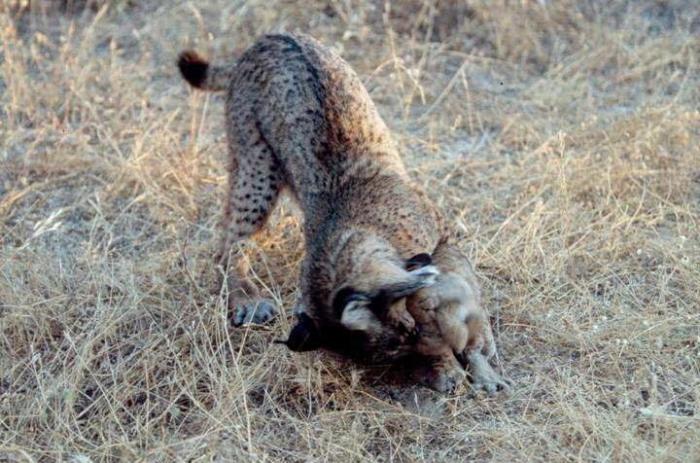 Lince ibérico: el biólogo andaluz que intenta salvarlo de la extinción (VÍDEO, FOTOS)