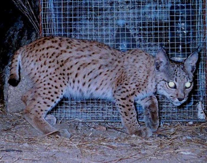 Lince ibérico: el biólogo andaluz que intenta salvarlo de la extinción (VÍDEO, FOTOS)