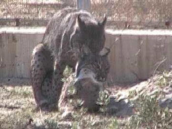 Lince ibérico: el biólogo andaluz que intenta salvarlo de la extinción (VÍDEO, FOTOS)