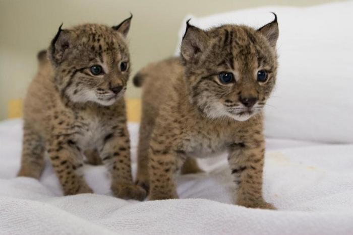 Condenados los dueños de una tienda de animales por dejar morir a decenas de cachorros