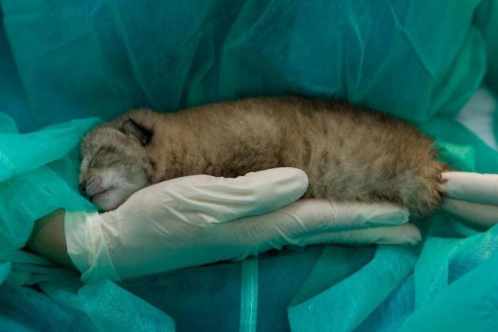 Condenados los dueños de una tienda de animales por dejar morir a decenas de cachorros