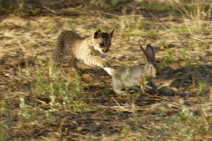 Condenados los dueños de una tienda de animales por dejar morir a decenas de cachorros