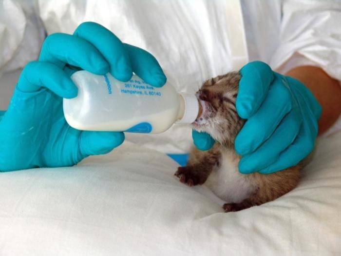 Condenados los dueños de una tienda de animales por dejar morir a decenas de cachorros