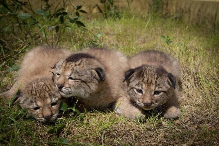 Condenados los dueños de una tienda de animales por dejar morir a decenas de cachorros