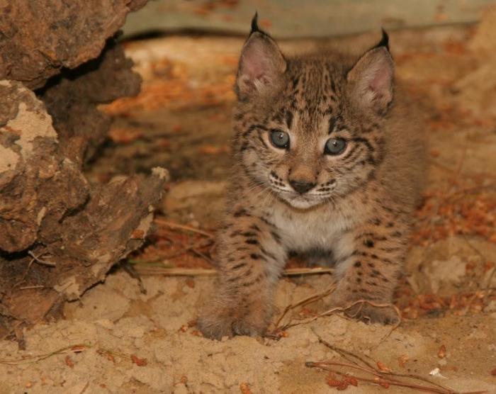 Condenados los dueños de una tienda de animales por dejar morir a decenas de cachorros