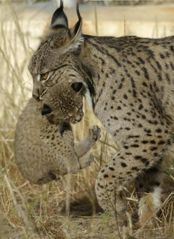 Condenados los dueños de una tienda de animales por dejar morir a decenas de cachorros