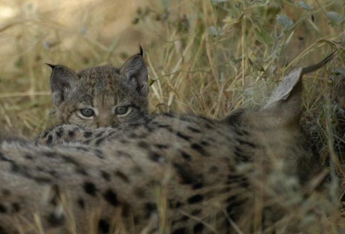 Condenados los dueños de una tienda de animales por dejar morir a decenas de cachorros